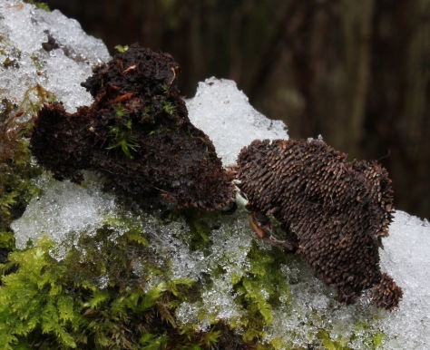 Harjasorakkaan (Gloiodon strigosus) löytäminen oli vuoden 2013 hienoimpia sienilöytöjä, ainakin avartavimpia itselleni...
