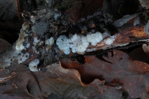 Opaalihytykkä (Exidia thuretiana) on löydettävissä helposti herukkapensaiden alta.