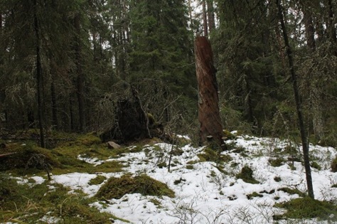 Vanhassa metsässä vierailu on rauhoittava ellei peräti henkinen kokemus. Kuva: Martti Rajamäki