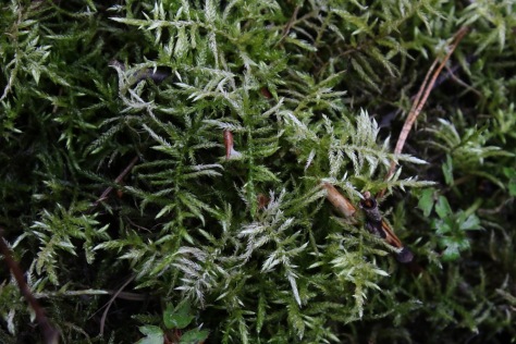 Lehtohaivensammal (Cirriphyllum piliferum)