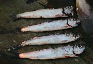 Kilohaili, monille tuntematon Itämerenkin pikkukala