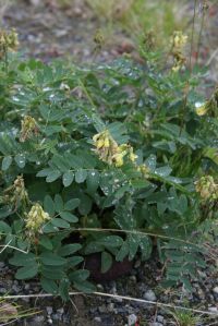 Peuranvirna (Astragalus frigidus)